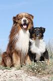 BERGER AUSTRALIEN - ADULT & PUPPY 004